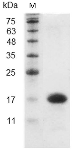 Recombinant IL-16 (Interleukin-16), Mouse, AF