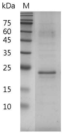 Recombinant IL-17A (Interleukin-17A), Mouse, AF