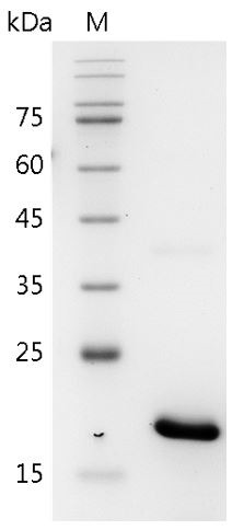 Recombinant IL-17B (Interleukin-17B), Mouse, AF