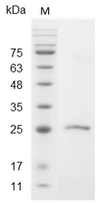 Recombinant IL-17D (Interleukin-17D), Mouse, AF