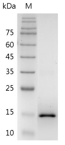 Recombinant IL-17F (Interleukin-17F), Mouse, AF