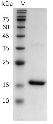 Recombinant IL-18 (Interleukin-18), Mouse, AF