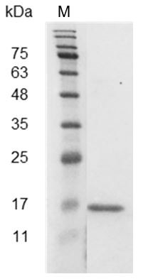 Recombinant IL-1RA (Interleukin-1 receptor antagonist), Mouse, AF