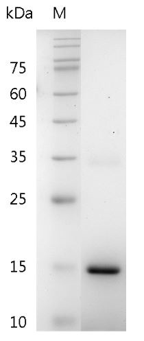 Recombinant IL-20 (Interleukin-20), Mouse, AF