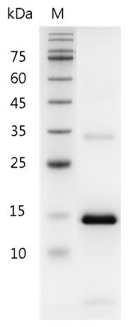 Recombinant IL-21 (Interleukin-21), Mouse, AF