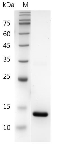 Recombinant IL-22 (Interleukin-22), Mouse, AF