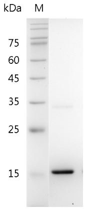 Recombinant IL-24 (Interleukin-24), Mouse, AF