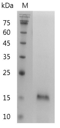 Recombinant IL-25 (Interleukin-25), Mouse, AF