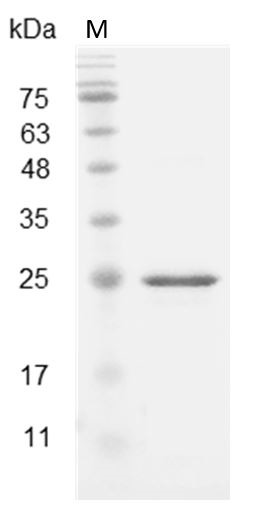 Recombinant IL-27 EBI3 (Interleukin-27 EBI3), Mouse, AF