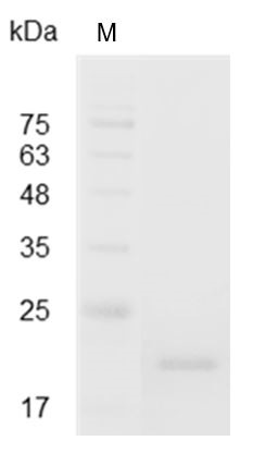 Recombinant IL-28A (Interleukin-28A), Mouse, AF