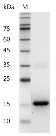 Recombinant IL-3 (Interleukin-3), Mouse, AF