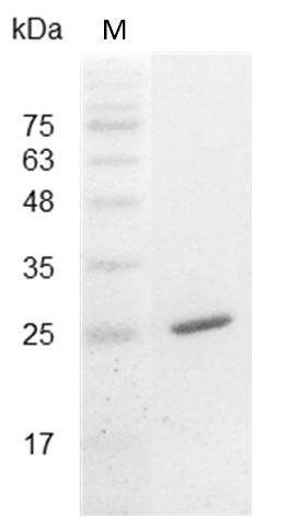 Recombinant IL-30 (Interleukin-30), Mouse, AF