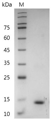 Recombinant IL-31 (Interleukin-31), Mouse, AF