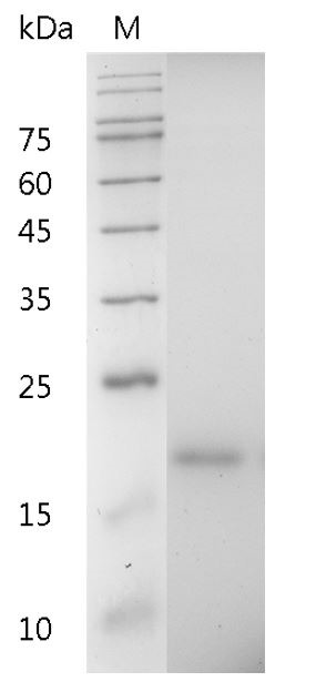 Recombinant IL-33 (Interleukin-33), Mouse, AF