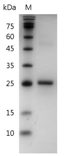 Recombinant IL-34 (Interleukin-34), Mouse, AF