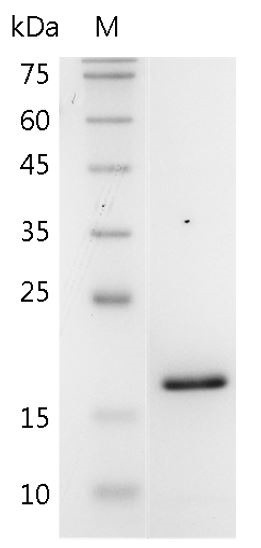 Recombinant IL-36 alpha (Interleukin-36 alpha), Mouse, AF