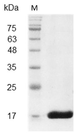 Recombinant IL-36 gamma (Interleukin-36 gamma), Mouse, AF