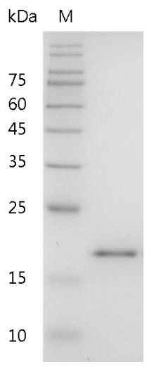 Recombinant IL-36RA (Interleukin-36 receptor antagonist), Mouse, AF