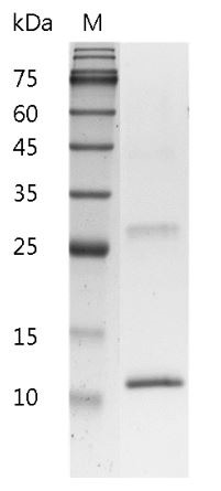 Recombinant IL-4 (Interleukin-4), Mouse, AF