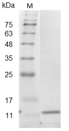 Recombinant IL-5 (Interleukin-5), Mouse, AF