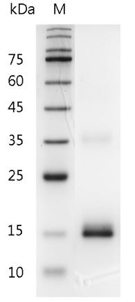 Recombinant IL-7 (Interleukin-7), Mouse, AF