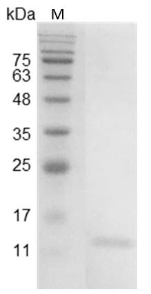 Recombinant IL-9 (Interleukin-9), Mouse, AF