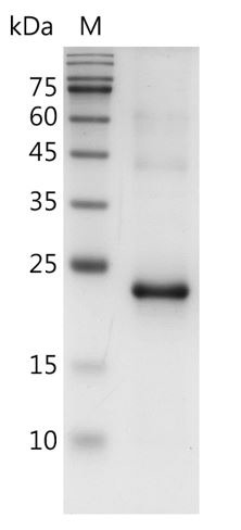 Recombinant LIF, Mouse, AF