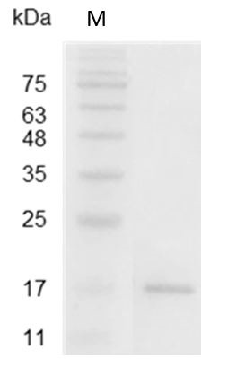 Recombinant LIGHT, Mouse, AF