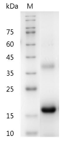 Recombinant M-CSF (Macrophage colony-stimulating factor), Mouse, AF