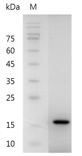 Recombinant Midkine, Mouse, AF