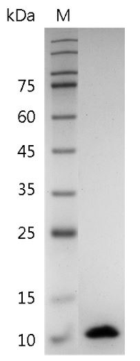 Recombinant MIF (Macrophage migration inhibitory factor), Mouse, AF