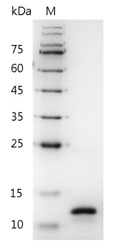 Recombinant Neurturin, Mouse, AF