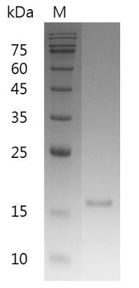 Recombinant RANKL (Receptor activator of nuclear factor kappa-Β ligand), Mouse, AF