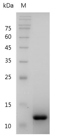 Recombinant TGF beta 1 (Transforming growth factor beta 1), Mouse, AF