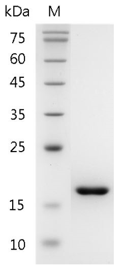 Recombinant TNF alpha (Tumor necrosis factor alpha), Mouse, AF