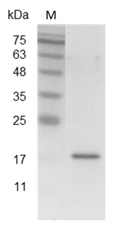 Recombinant TWEAK (TNF-related weak inducer of apoptosis), Mouse, AF