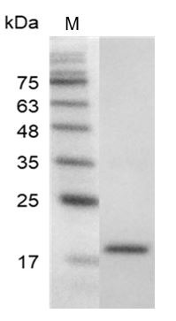 Recombinant VEGF121 (Vascular endothelial growth factor 121), Mouse, AF