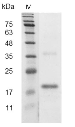 Recombinant VEGF165 (Vascular endothelial growth factor 165), Mouse, AF