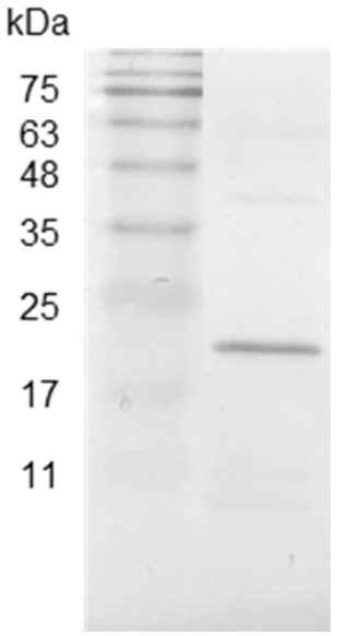 Recombinant CCL2 (C-C Motif Chemokine Ligand 2), Swine, AF