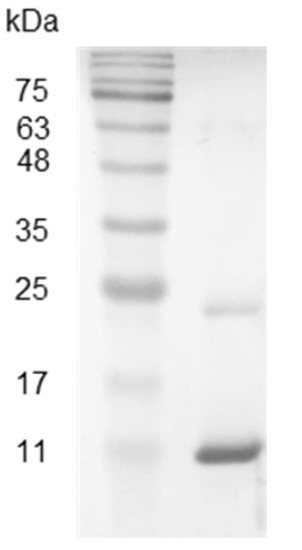 Recombinant CXCL11 (C-X-C motif chemokine 11), Swine, AF