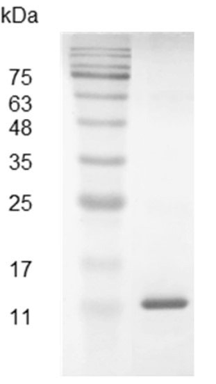 Recombinant CXCL13 (C-X-C motif chemokine 13), Swine, AF