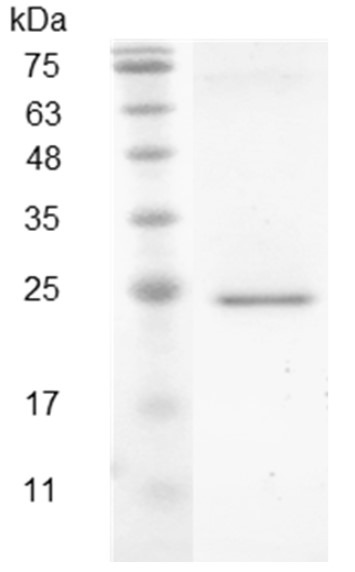 Recombinant CXCL9 (C-X-C motif chemokine 9), Swine, AF