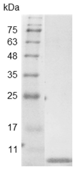 Recombinant EGF (Epidermal growth factor), Swine, AF