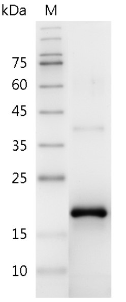 Recombinant FGF-2 (Fibroblast growth factor-2), Swine, AF