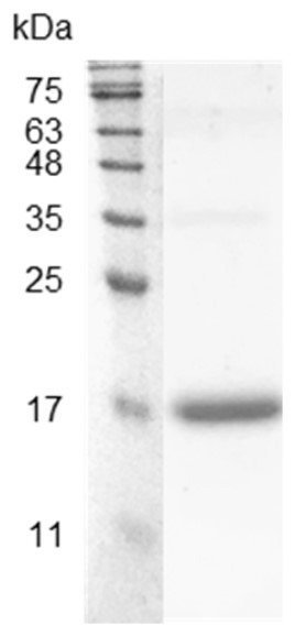 Recombinant Flt-3 Ligand (Fms-related tyrosine kinase-3 ligand), Swine, AF