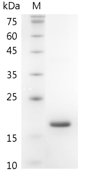 Recombinant GM-CSF (Granulocyte-macrophage colony-stimulating factor), Swine, AF