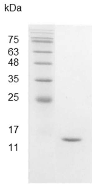 Recombinant IFN gamma (Interferon gamma), Swine, AF