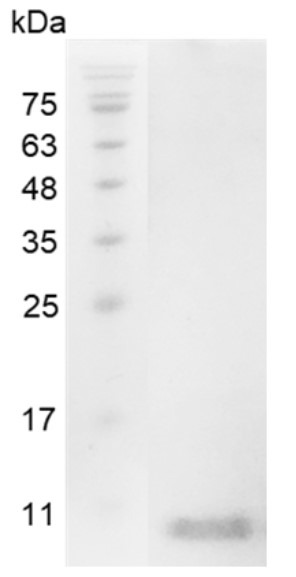 Recombinant IGF-I (Insulin-like growth factor-I), Swine, AF