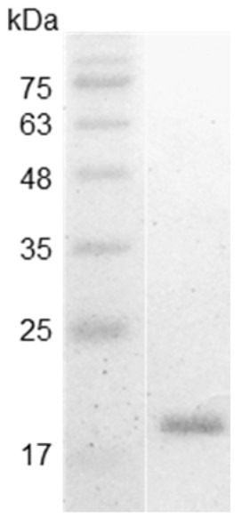 Recombinant IL-1 alpha (Interleukin-1 alpha), Swine, AF