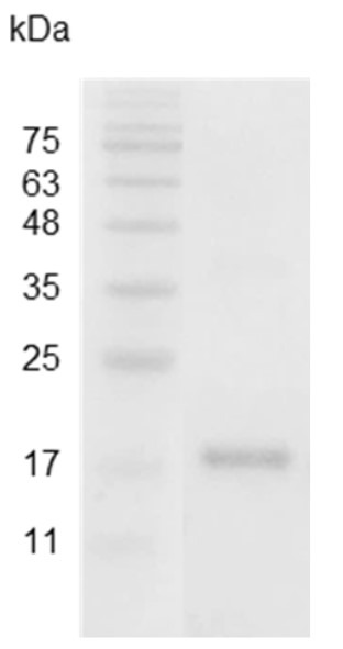 Recombinant IL-10 (Interleukin-10), Swine, AF